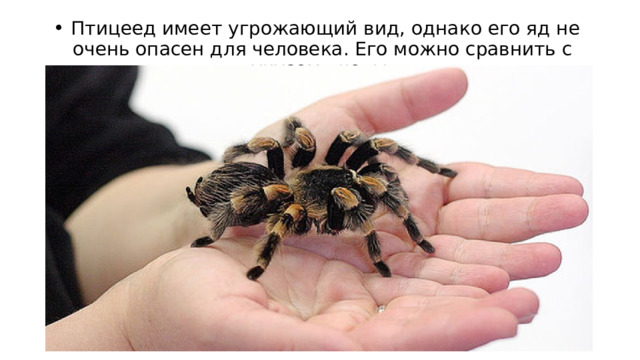   Птицеед имеет угрожающий вид, однако его яд не очень опасен для человека. Его можно сравнить с укусом пчелы. 