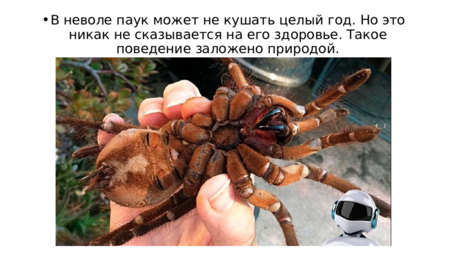 В неволе паук может не кушать целый год. Но это никак не сказывается на его здоровье. Такое поведение заложено природой.   