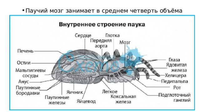 Видео пауков настоящих