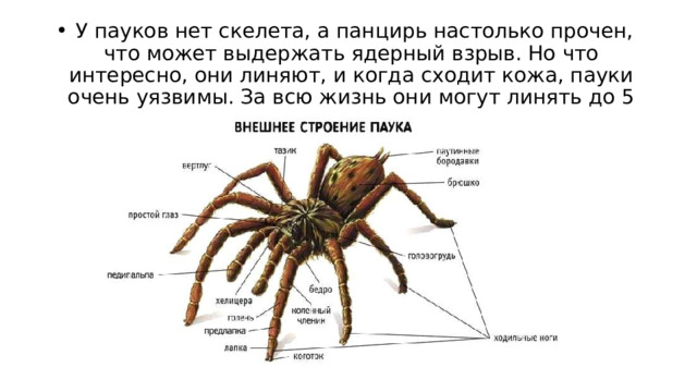   У пауков нет скелета, а панцирь настолько прочен, что может выдержать ядерный взрыв. Но что интересно, они линяют, и когда сходит кожа, пауки очень уязвимы. За всю жизнь они могут линять до 5 раз.   