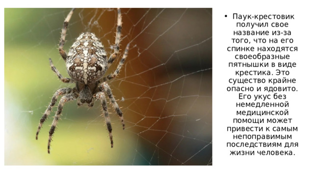   Паук-крестовик получил свое название из-за того, что на его спинке находятся своеобразные пятнышки в виде крестика. Это существо крайне опасно и ядовито. Его укус без немедленной медицинской помощи может привести к самым непоправимым последствиям для жизни человека.   