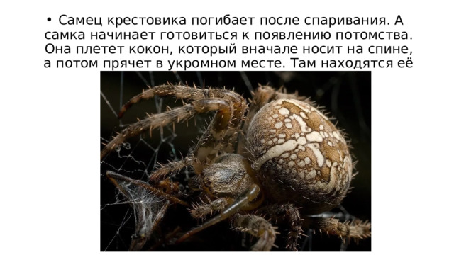   Самец крестовика погибает после спаривания. А самка начинает готовиться к появлению потомства. Она плетет кокон, который вначале носит на спине, а потом прячет в укромном месте. Там находятся её отпрыски. 