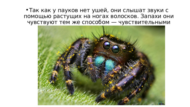 Так как у пауков нет ушей, они слышат звуки с помощью растущих на ногах волосков. Запахи они чувствуют тем же способом — чувствительными волосками. 