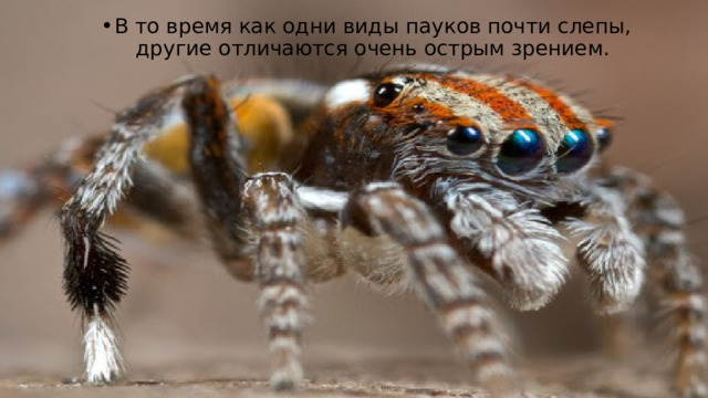 В то время как одни виды пауков почти слепы, другие отличаются очень острым зрением. 