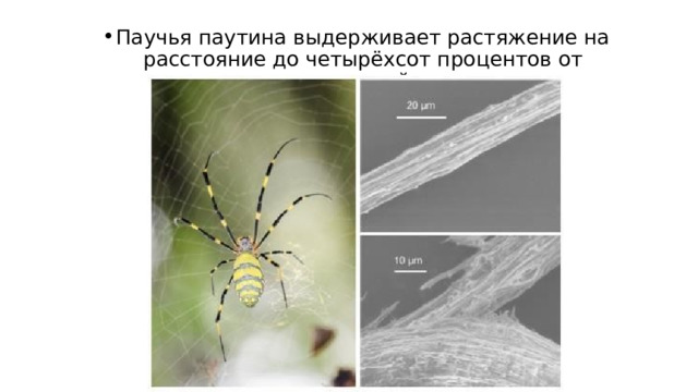 Паучья паутина выдерживает растяжение на расстояние до четырёхсот процентов от первоначальной длины. 