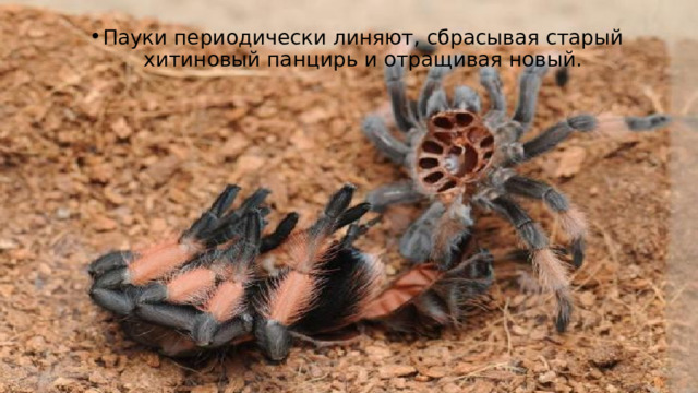 Пауки периодически линяют, сбрасывая старый хитиновый панцирь и отращивая новый. 