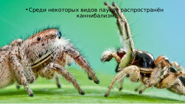 Среди некоторых видов пауков распространён каннибализм. 