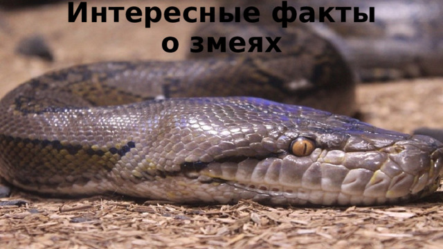 Интересные факты о змеях   
