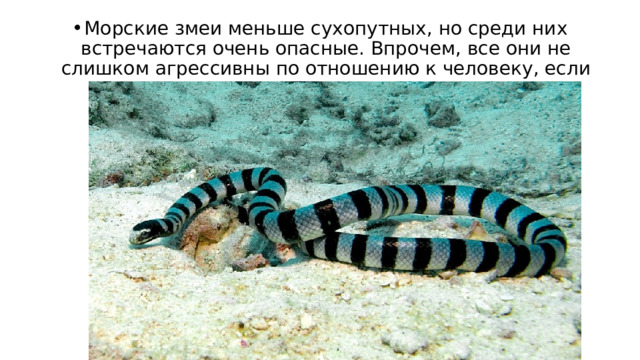 Морские змеи меньше сухопутных, но среди них встречаются очень опасные. Впрочем, все они не слишком агрессивны по отношению к человеку, если не пытаться причинить им вред. 