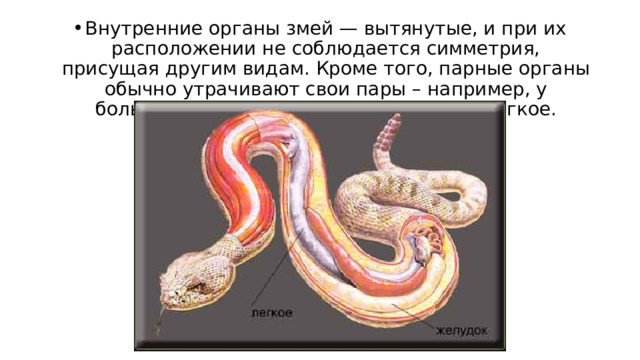 Внутренние органы змей — вытянутые, и при их расположении не соблюдается симметрия, присущая другим видам. Кроме того, парные органы обычно утрачивают свои пары – например, у большинства змей есть только правое легкое. 