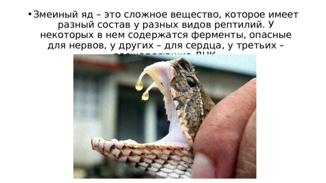 Змеиный яд – это сложное вещество, которое имеет разный состав у разных видов рептилий. У некоторых в нем содержатся ферменты, опасные для нервов, у других – для сердца, у третьих – расщепляющие ДНК. 