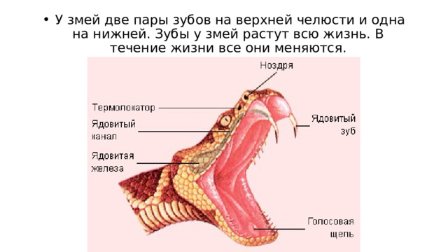   У змей две пары зубов на верхней челюсти и одна на нижней. Зубы у змей растут всю жизнь. В течение жизни все они меняются. 