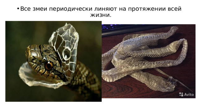 Все змеи периодически линяют на протяжении всей жизни. 
