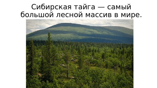 Сибирская тайга — самый большой лесной массив в мире. 