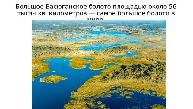 Большое Васюганское болото площадью около 56 тысяч кв. километров — самое большое болото в мире. 