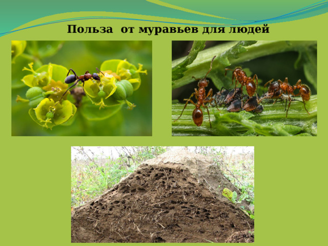 Польза  от муравьев для людей   
