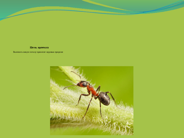        Цель проекта   Выяснить какую пользу приносят муравьи природе 