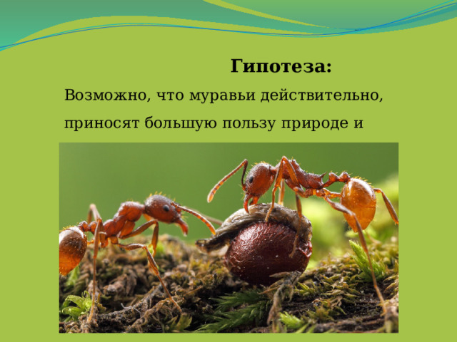  Гипотеза:  Возможно, что муравьи действительно, приносят большую пользу природе и человеку. 