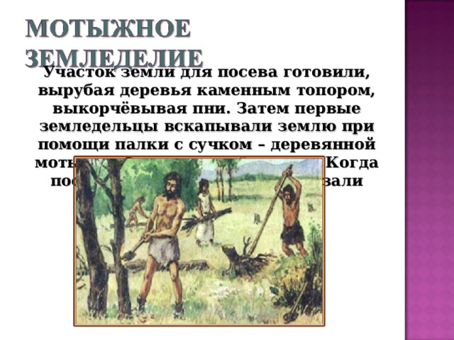 Участок земли для посева готовили, вырубая деревья каменным топором, выкорчёвывая пни.  Затем первые земледельцы вскапывали землю при помощи палки с сучком – деревянной мотыги и бросали в неё семена. Когда поспевал урожай, колосья срезали серпом. 
