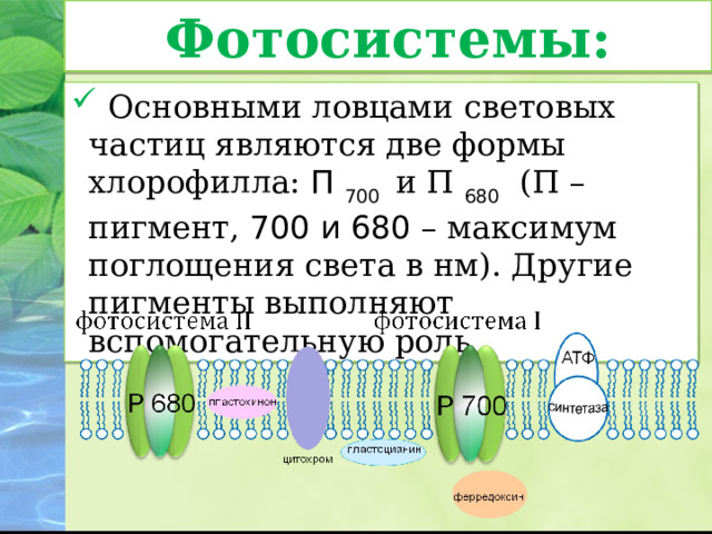 Фотосистема