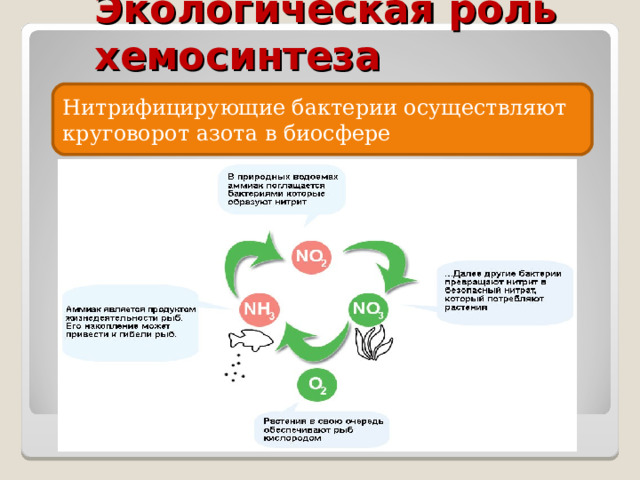 Хемосинтез егэ биология