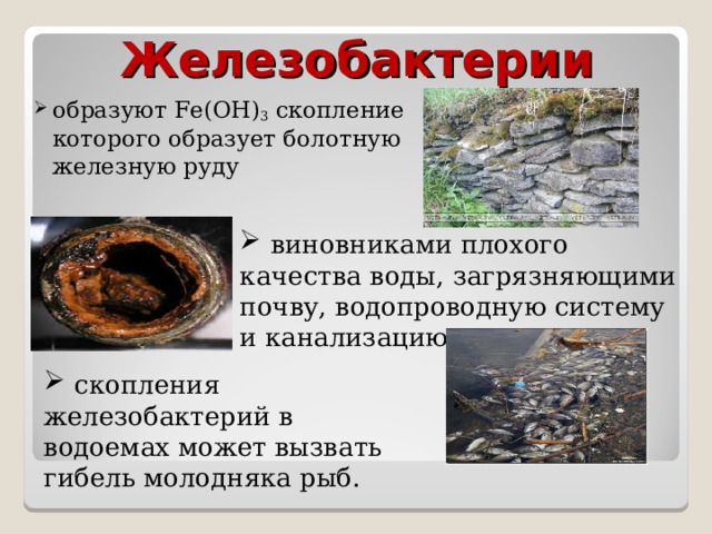 Железобактерии образуют Fe(OH) 3  скопление которого образует болотную железную руду  виновниками плохого качества воды, загрязняющими почву, водопроводную систему и канализацию.  скопления железобактерий в водоемах может вызвать гибель молодняка рыб. 
