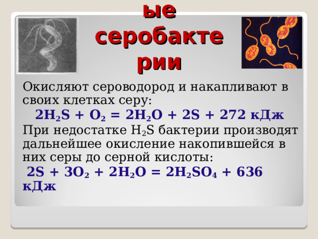 Бесцветные серобактерии Окисляют сероводород и накапливают в своих клетках серу:  2H 2 S + O 2 = 2H 2 O + 2S + 272 кДж При недостатке H 2 S бактерии производят дальнейшее окисление накопившейся в них серы до серной кислоты:  2S + 3O 2 + 2H 2 O = 2H 2 SO 4 + 636 кДж 