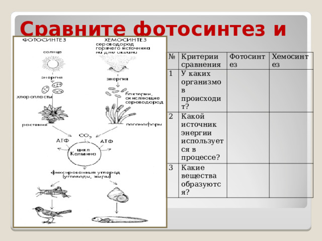 Сравнение фотосинтеза и хемосинтеза