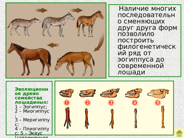 Филогенетический ряд лошади сравнительно анатомический