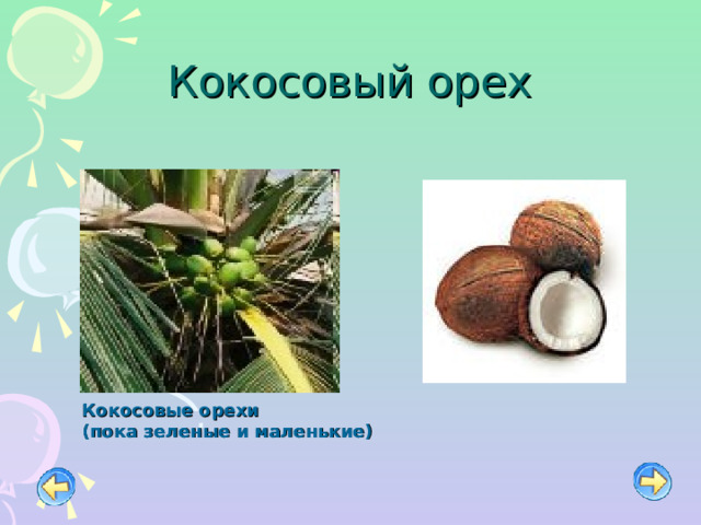 Кокосовый орех Кокосовые орехи (пока зеленые и маленькие) 