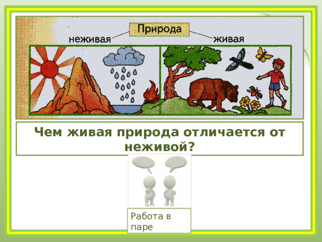 Чем живая природа отличается от неживой? Работа в паре 