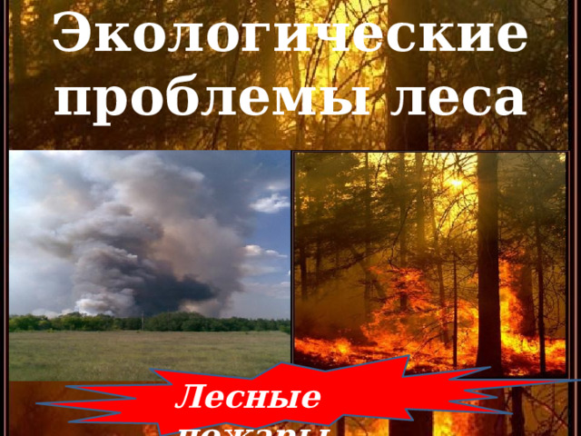 Экологические проблемы леса Лесные пожары 
