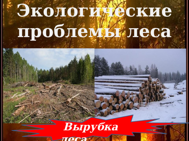 Экологические проблемы леса  Вырубка леса 