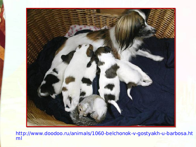 http://www.doodoo.ru/animals/1060-belchonok-v-gostyakh-u-barbosa.html 