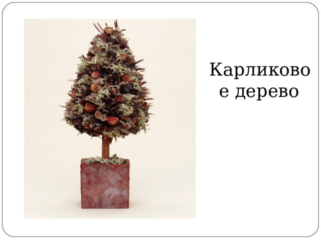 Карликовое дерево 