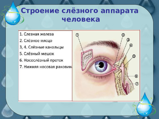 Из чего состоят слезы. Откуда берутся слезы. Откуда берутся слезы у человека.