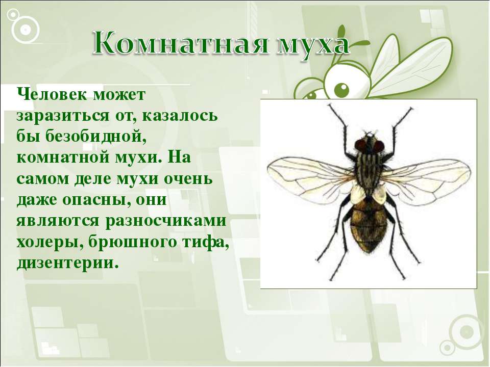 Насекомые вызывающие заболевания. Насекомые переносчики возбудителей заболеваний комнатная Муха. Комнатная Муха переносчик возбудителей. Комнатные мухи являются переносчиками возбудителей. Комнатная Муха заболевания.