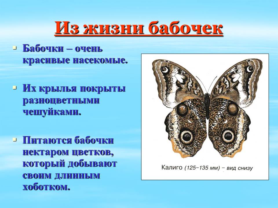 Бабочка проект 2 класс