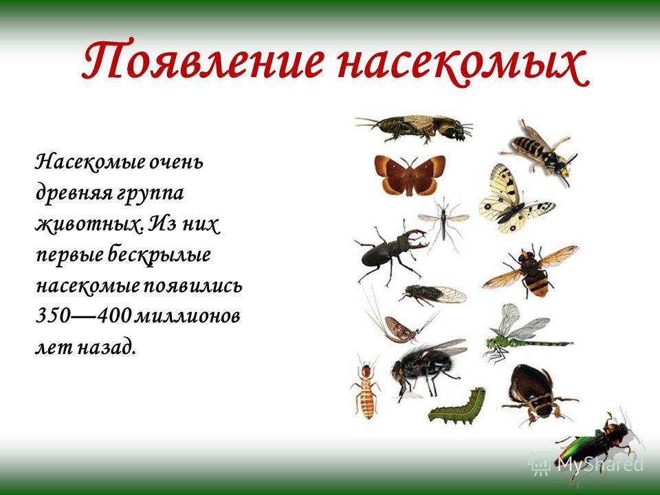 Какие 1 насекомые. Появление насекомых. Как появляются насекомые. Появление первых насекомых. Группа животных насекомые.