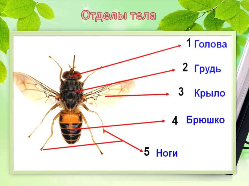 Схема строения насекомого