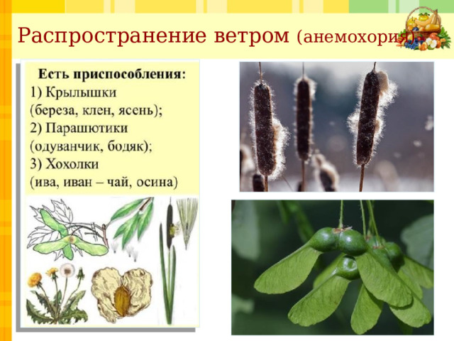 Размножение и развитие растений