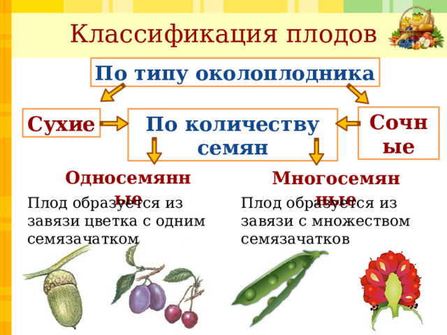 Схема сухие плоды и сочные плоды