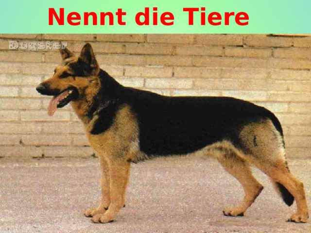 Nennt die Tiere 