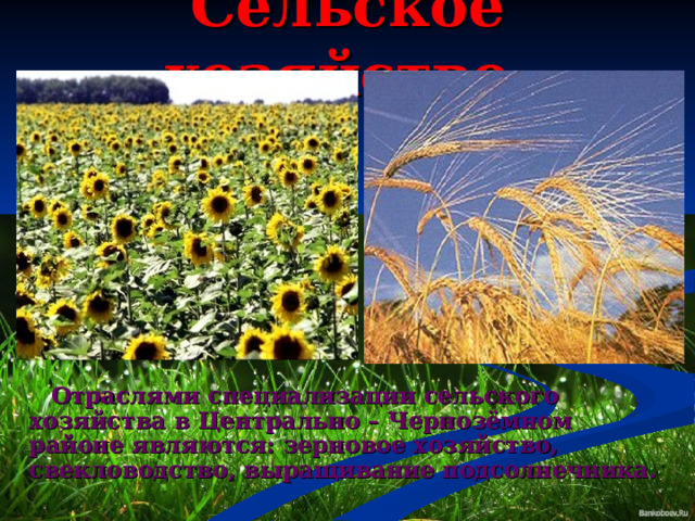 Сельское хозяйство   Отраслями специализации сельского хозяйства в Центрально – Чернозёмном районе являются: зерновое хозяйство, свекловодство, выращивание подсолнечника. 