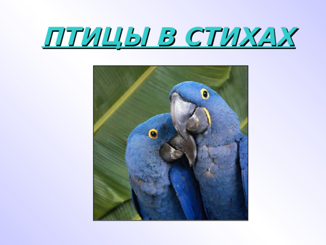 ПТИЦЫ В СТИХАХ 
