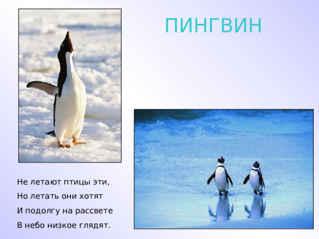 ПИНГВИН Не летают птицы эти, Но летать они хотят И подолгу на рассвете В небо низкое глядят. 