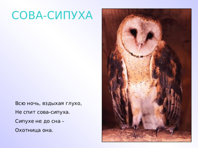 СОВА-СИПУХА Всю ночь, вздыхая глухо, Не спит сова-сипуха. Сипухе не до сна – Охотница она. 