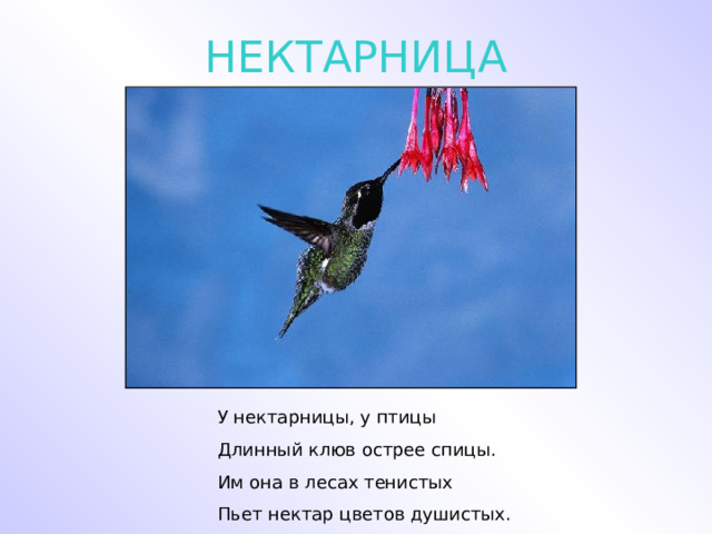 НЕКТАРНИЦА У нектарницы, у птицы Длинный клюв острее спицы. Им она в лесах тенистых Пьет нектар цветов душистых. 