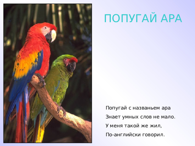 ПОПУГАЙ АРА Попугай с названьем ара Знает умных слов не мало. У меня такой же жил, По-английски говорил. 