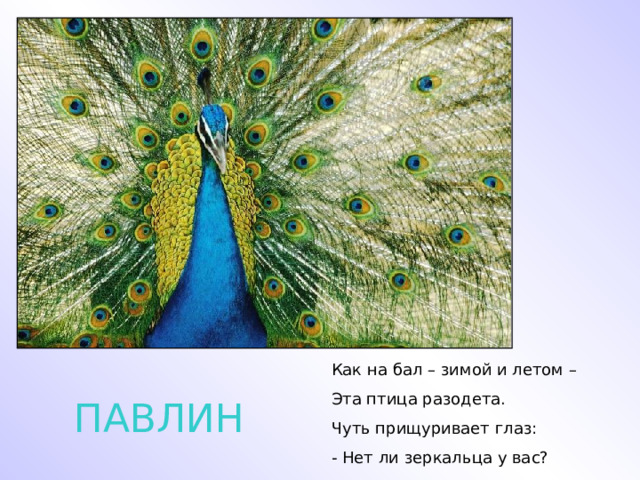 Как на бал – зимой и летом – Эта птица разодета. Чуть прищуривает глаз: - Нет ли зеркальца у вас? ПАВЛИН 